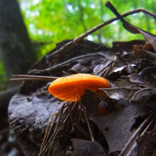bright orange shroom through dead leaves on OHT