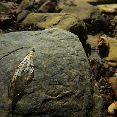 cicada wing on rock
