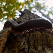 Giant Millipede from below on OHT