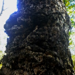 Grizzled old man tree face