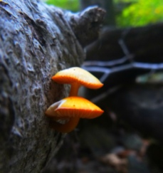 mushrooms reach for the light on OHT