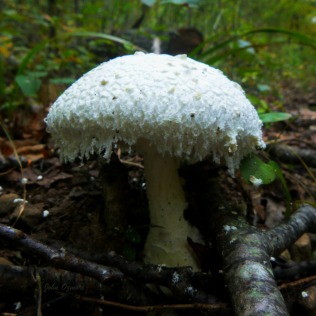 White frosted mushroom with silky dress