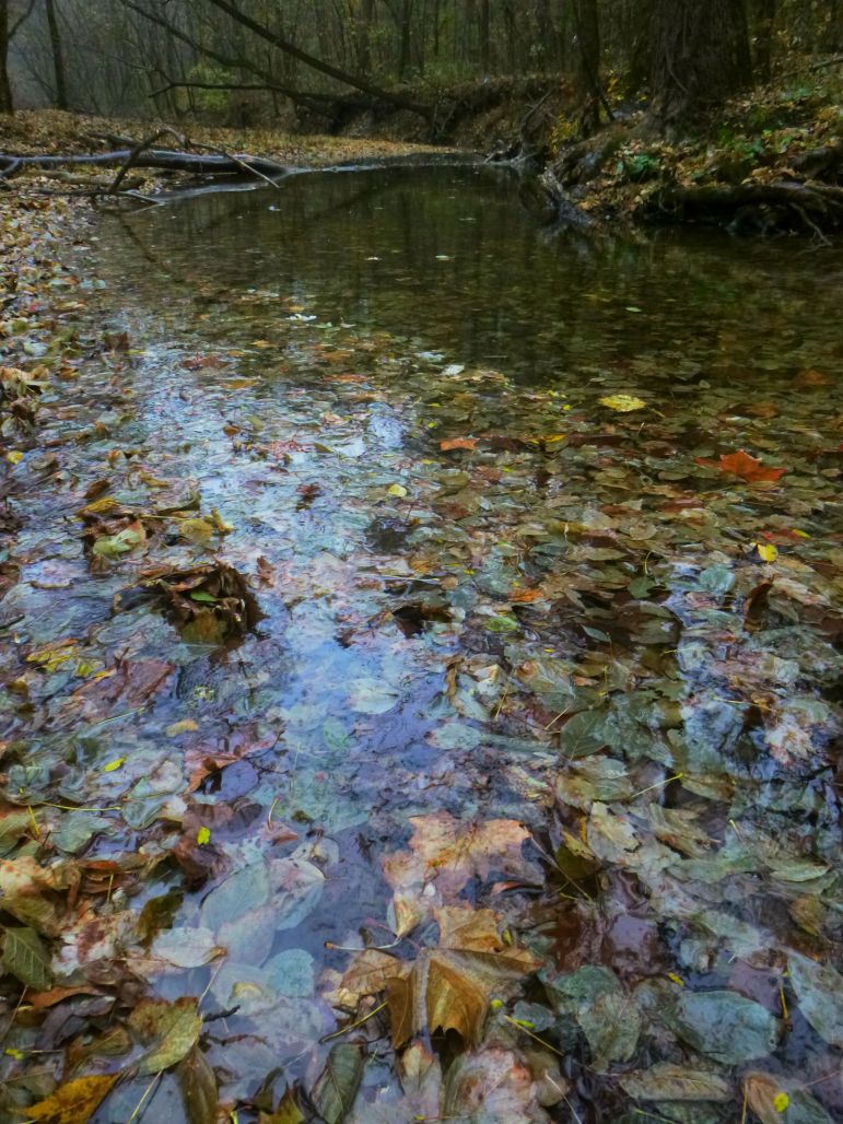 Fallen leaf collection in creek on Buffalo trail