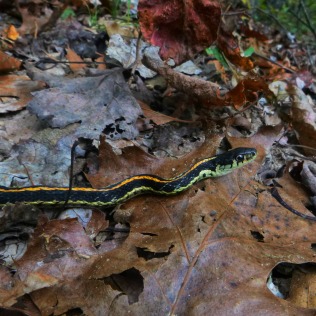 Garden snake on OHT over dead leaves