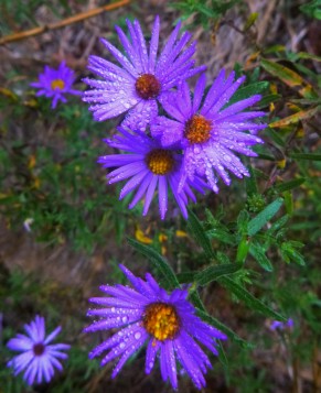 Purple Flowers with rain on Buffalo Trail