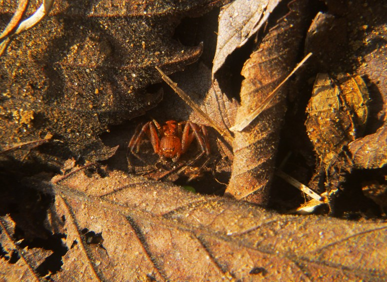 Red spider in dead leaves on OHT