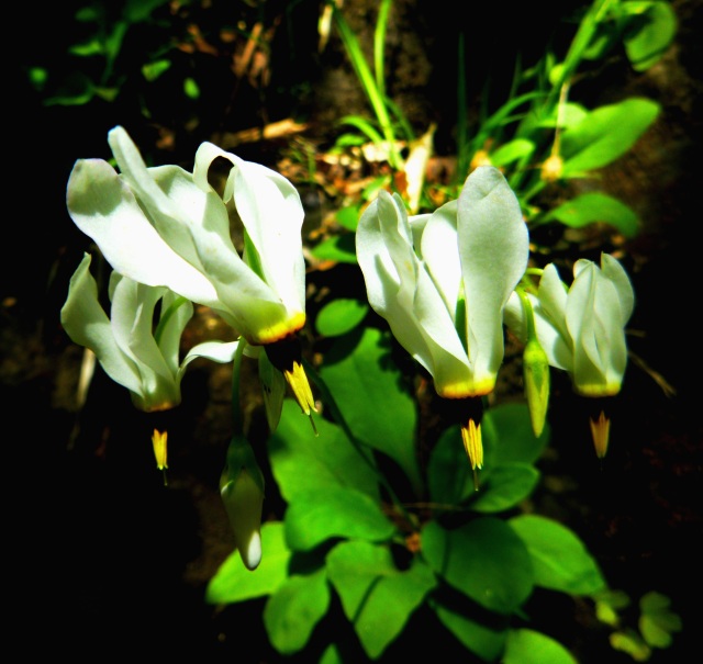 White Fairy Flowers on Buffalo